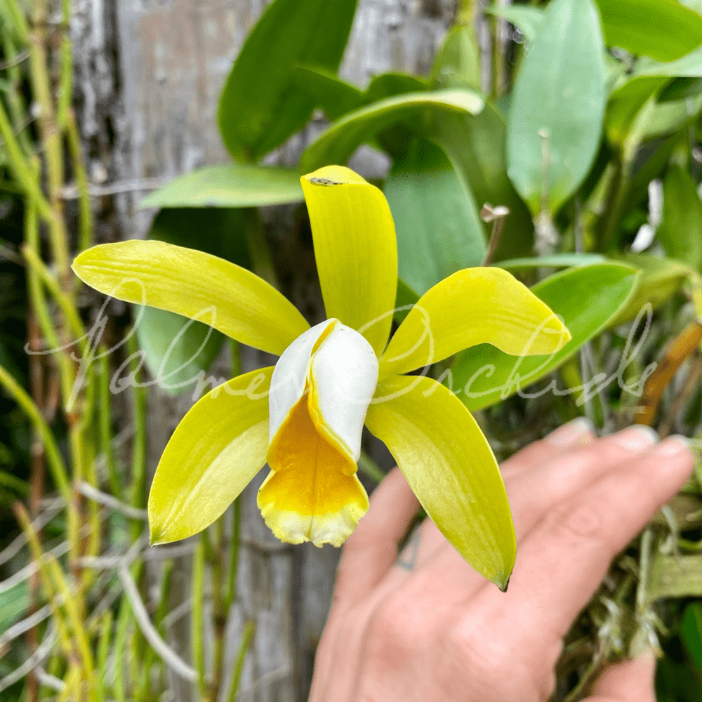 C.forbesii (Gomes× Budni) Cattleya forbesii — Palmer Orchids